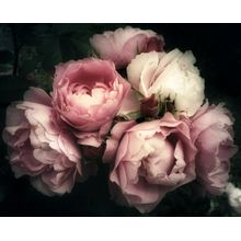 Romantic Bouquet of Pink Roses Mural Wallpaper