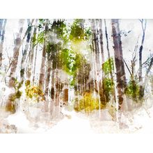 Forest 2243 Wall Mural