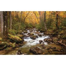 Autumn Stream Wall Mural