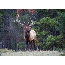 Wild Elk Wall Mural