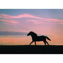 Lone Horse At Sunset Wall Mural