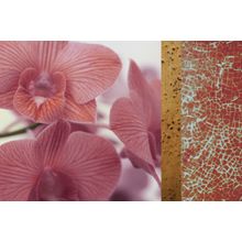 Tropical Orchid Wall Mural