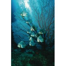 Papua New Guinea Underwater II Wall Mural