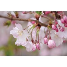 Cherry Blossoms And Buds Wall Mural