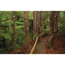 Kauri Trees And Walking Path Wall Mural