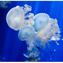 Jellyfish Cluster Wall Mural