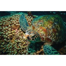 Colorful Sea Turtle Wall Mural