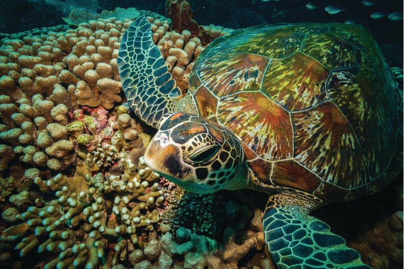 Resting-colorful-sea-turtle