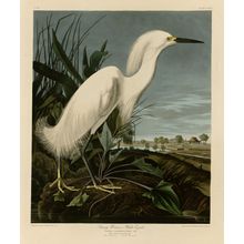 Snowy Heron Egret Wall Mural