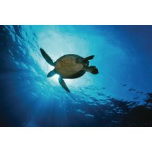 Hawksbill Turtle Silhouette Wall Mural