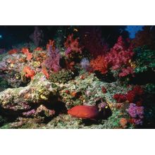 Fiji Underwater II Wall Mural