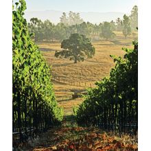 Oak Tree In The Vineyard Wall Mural