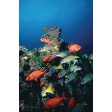 Cocos Islands, Costa Rica Wall Mural