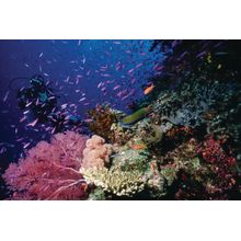 Scuba Diver In Fiji Wall Mural