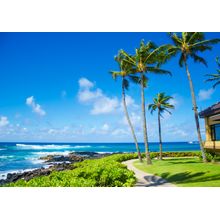 Coconut Palm Tree By The Ocean In Hawaii, Kauai Wall Mural