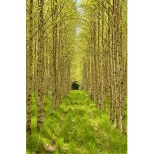 Birchwood Forest Pathway Wall Mural