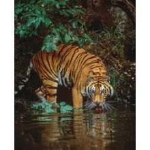 Bengal Tiger At River's Edge, India  Wall Mural