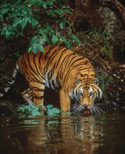 Bengal-Tiger-At-River-s-Edge-India-Wall-Mural