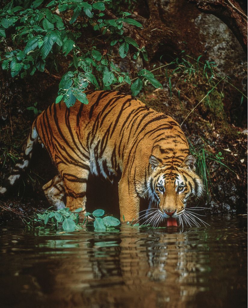 Bengal Tiger At River's Edge, India Mural - Jim Zuckerman - Murals Your Way