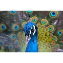 Peacock Portrait Wall Mural