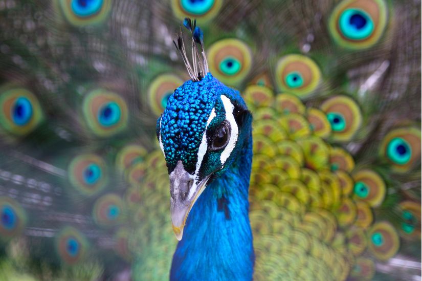 Close-up-view-of-the-bright-blue-head-of-a-peacock-surrounded-by-the-eyes-of-his-tail-feathers