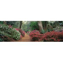 Spring Azaleas Wall Mural