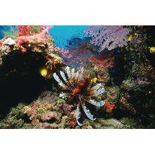 Fiji Underwater III Wall Mural