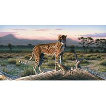 Cheetah Wall Mural