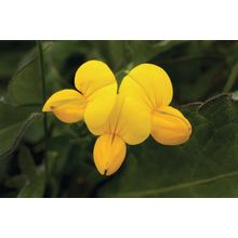 Bird's Foot Trefoil Wildflower Wall Mural