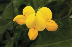Bird-s-Foot-Trefoil-Wild-Flower-Wallpaper-Mural