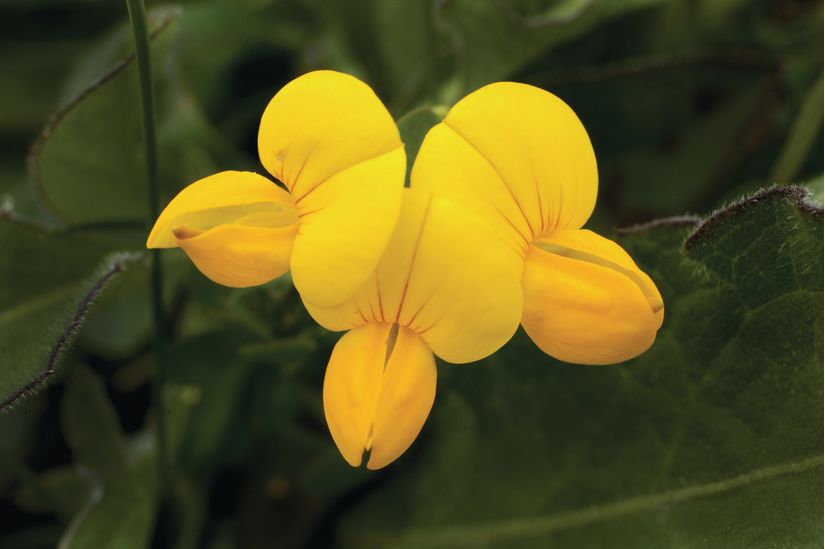 Bird-s-Foot-Trefoil-Wild-Flower-Wallpaper-Mural