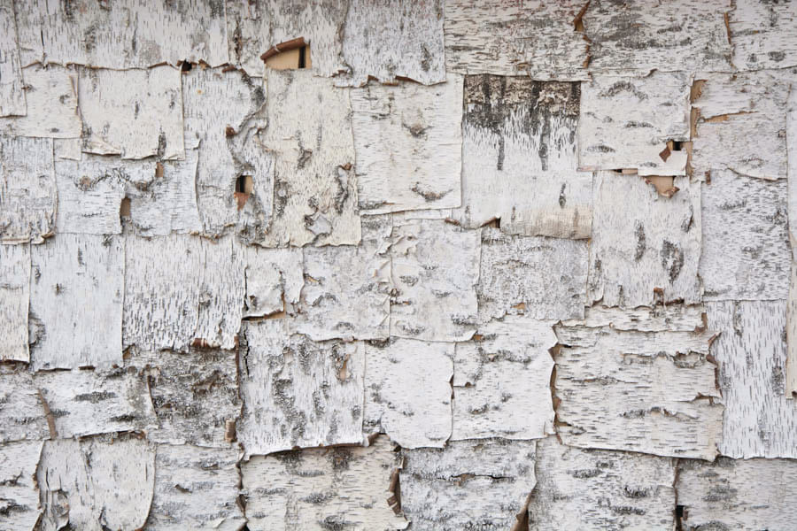 Pieces Of Birch Bark Mural - Murals Your Way