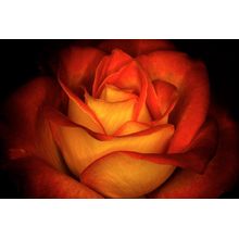 Rose In Full Bloom Wall Mural