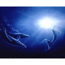 Whales Deep Below Wall Mural