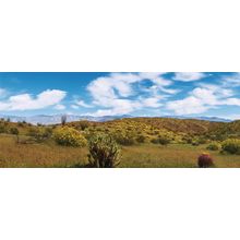 Borrego Spings Wall Mural