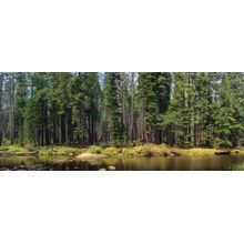 Merced River In Yosemite Forest Wall Mural