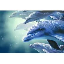 Dolphin Play Wall Mural