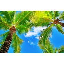 Looking Up Palm Trees Wall Mural