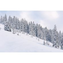 Snowy Alpine Trees I Wall Mural