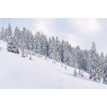 Snowy Alpine Trees I Wallpaper Mural