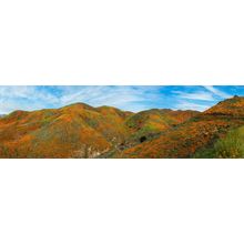 Walker Canyon Poppies Super-bloom Wall Mural