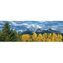 Aspen Grove With Teton Mountain Range Wall Mural