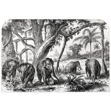 Victorian Engraving of a Herd of Elephants Wall Mural