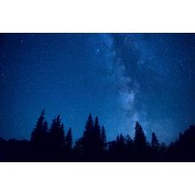 Pine Trees Under Dark Blue Sky Wall Mural