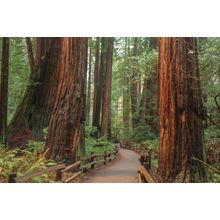 Pathway Through Muir Woods California Wall Mural