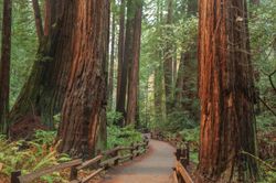 Walking-path-between-towering-Redwood-Trees-located-in-Muir-Woods-California