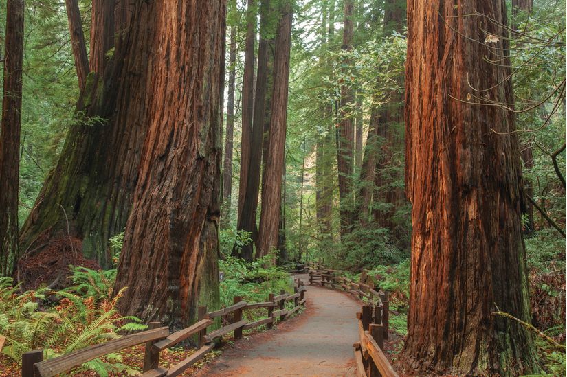 Walking-path-between-towering-Redwood-Trees-located-in-Muir-Woods-California