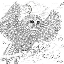 Lovely Owl Coloring Illustration Wallpaper Mural