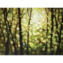 Circles Of Light  Wall Mural