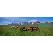 Horses Standing And Grazing In A Meadow Wall Mural